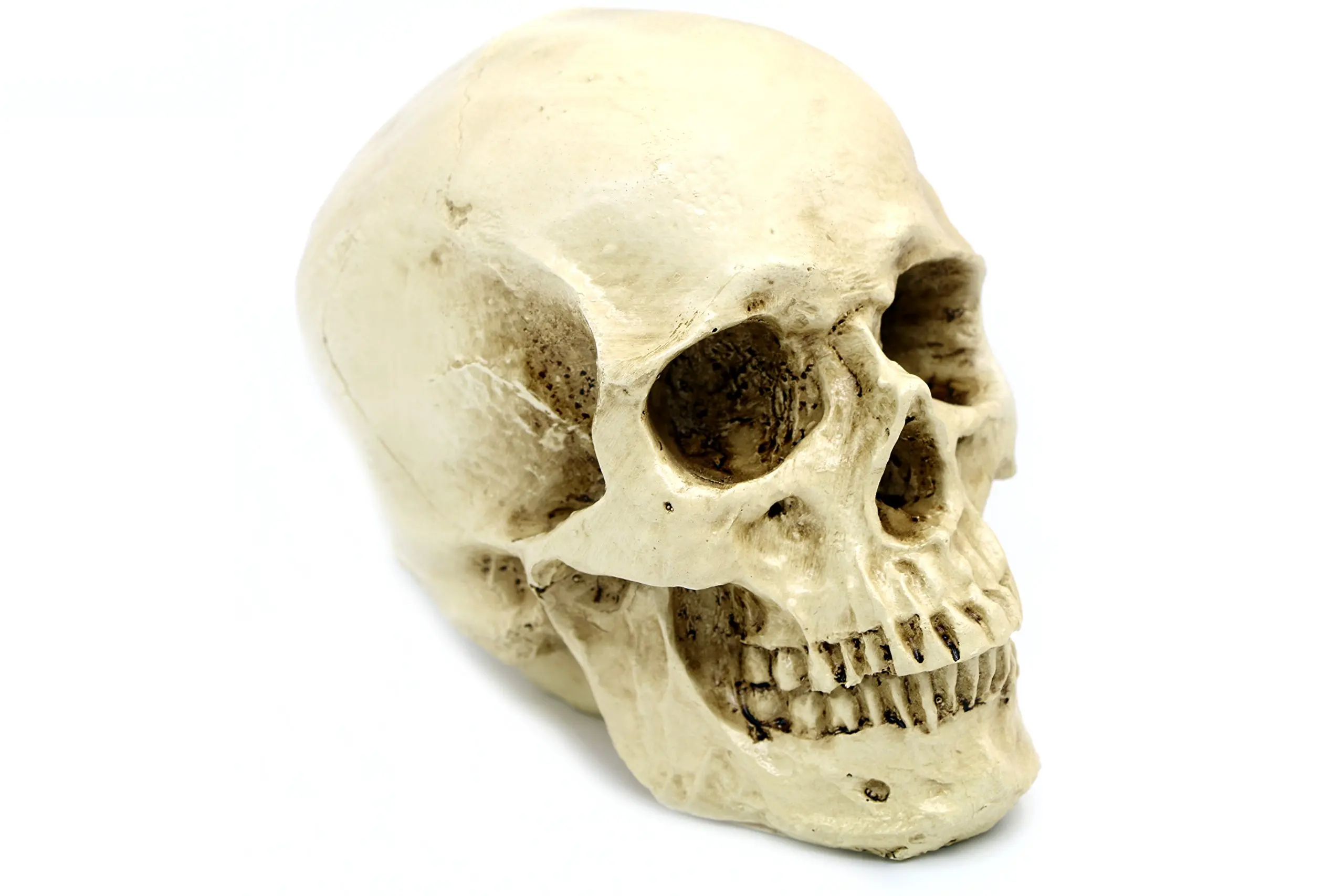 Life Size Replica Realistic Human Skull Head Bone Model Anatomy White Resin Skull High Precision Teaching Tool Halloween Decor