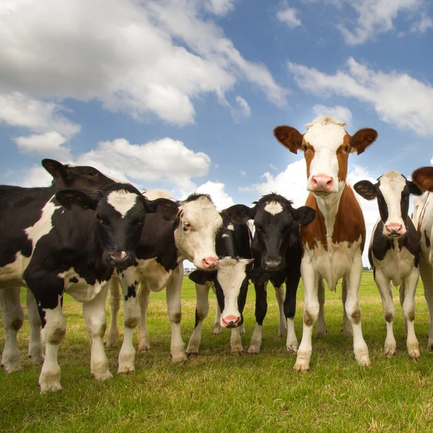 bulls livestock live cattle