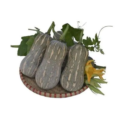 
Yellow Pumpkin - Frozen Pumpkin/ WHATSAPP +0084 845639639 