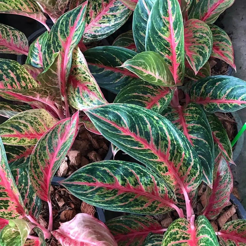 
Wholesale Aglaonema Pot Plants in Thailand @ Best Price Try us!! 