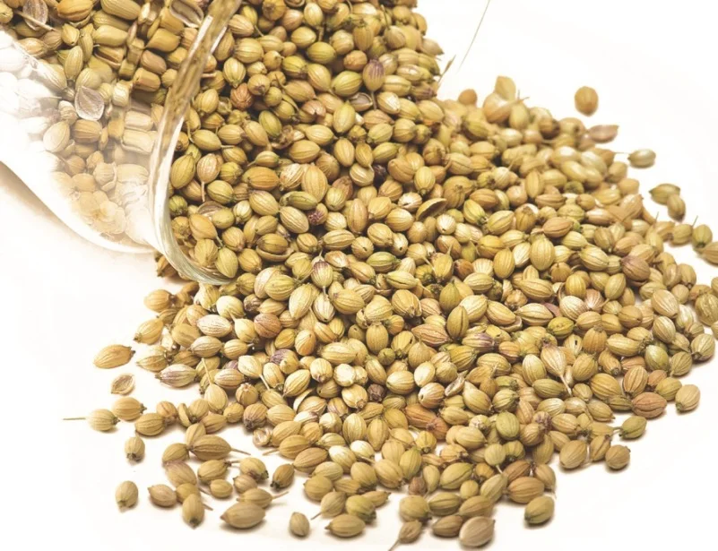 quality coriander seed