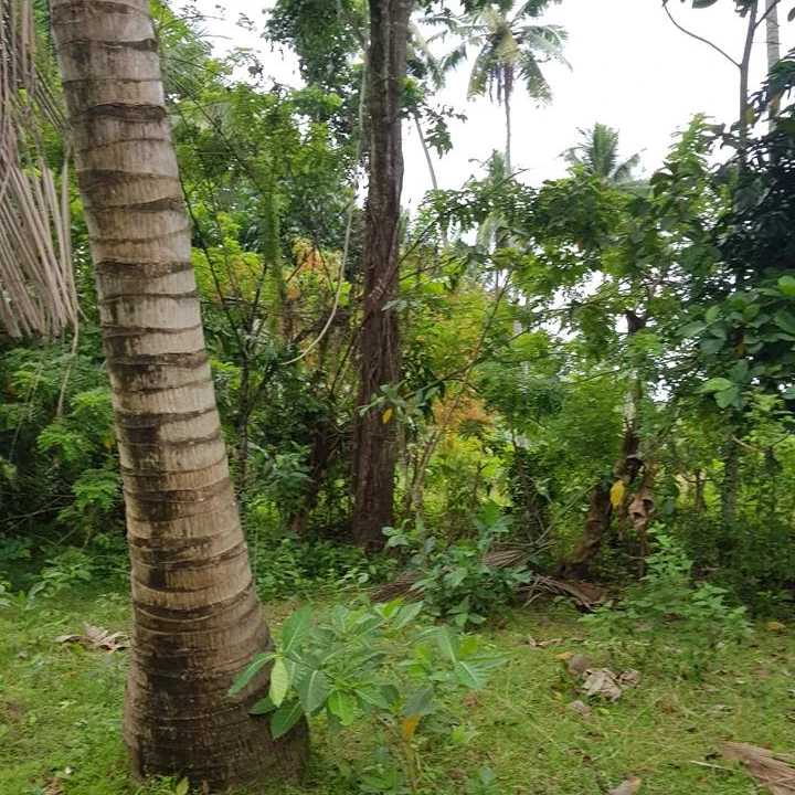 
Agricultural Residential Lot in Gloria Oriental Mindoro Philippines 