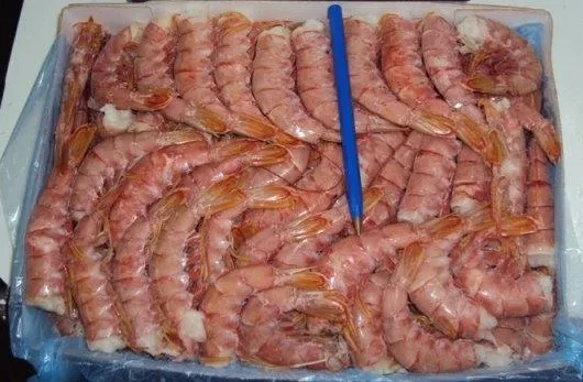 
ARGETINIAN RED SHRIMP (PLEOTICUS MUELLERI) 