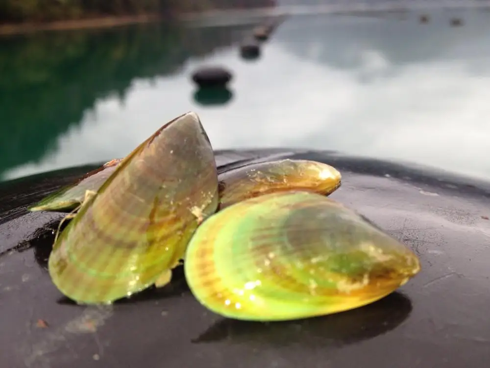
New Zealand Green Lipped Mussel Powder 