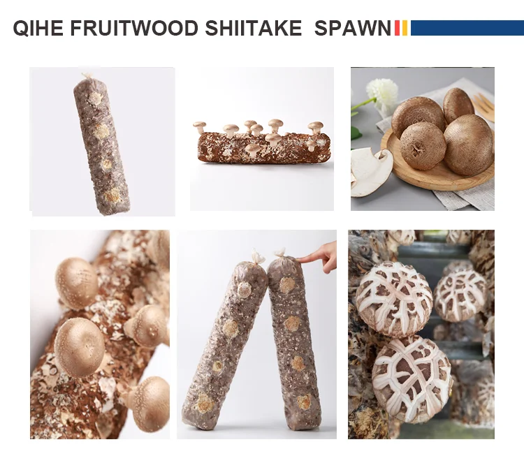 Factory Price Organic Shiitake Mushroom Spawn Bag For Sale Buy Shiitake Spawn,Mushroom Spawn