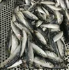 VietNam Good Quality Frozen Round mackerel Fish