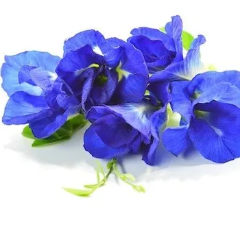 Blue Butterfly Pea Flower Aka Clitoria Ternatea