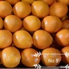 Fresh Orange Navel and Valencia fresh citrus fruits from Greece