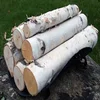 2019 Fresh Cut Ukraine Wood Logs/ White birch logs, Baltic Birch logs