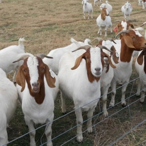 Full Blood Live Boer Goats / 100% Pureblood Mature boar goat