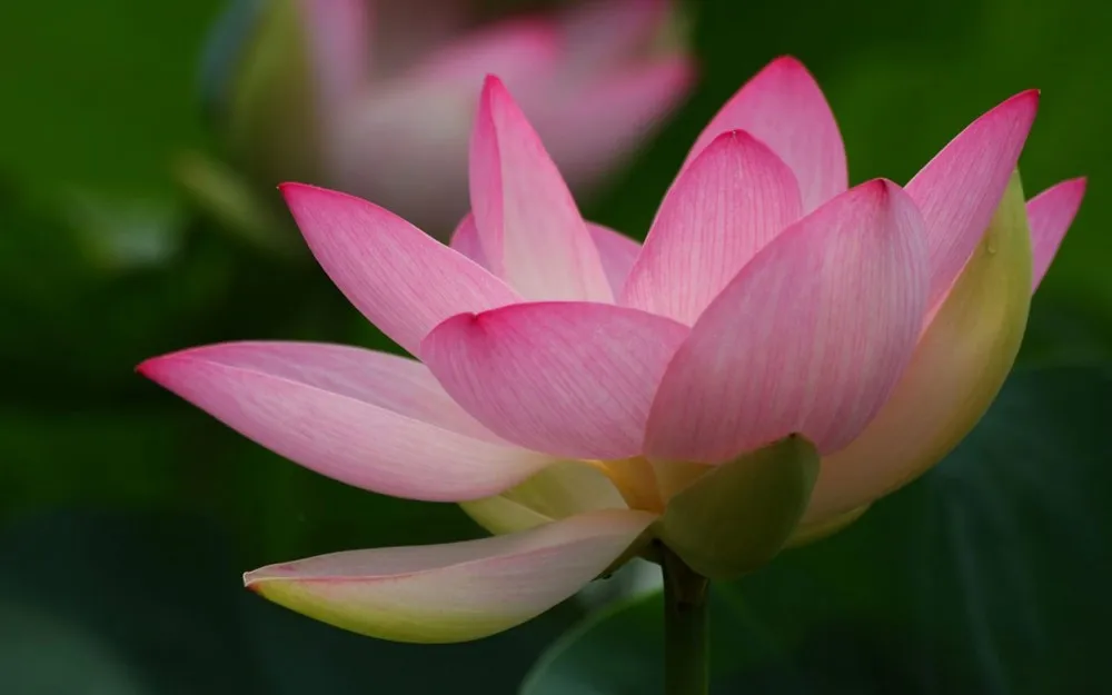 Fresh Lotus Flower Lotus Flower Whatsapp +84845639639 Buy Fresh