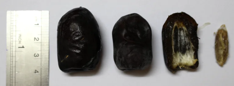 
Dates, Iranian Mazafati Dates 