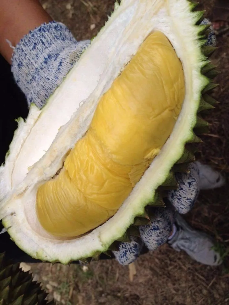 Fresh Musang King Durian Photo