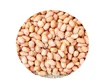 Fresh Indian Java Bold Peanut