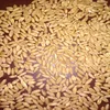Indian Best Quality Dry Whole Grain Wheat /Dry Milling Wheat Animal Feed For Whole Sale Price