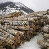 PINE Wood logs Birch Wood Logs Spruce Wood Logs