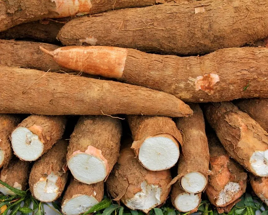 新鮮なキャッサバ タピオカ マニオック ユッカルーツ カサベ Buy 新鮮なキャッサバルート 冷凍キャッサバ キャッサバ葉研削 Product On Alibaba Com