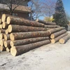 Need Black Walnut Logs