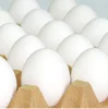 Fresh Farm Chicken Table Eggs/Fresh Chicken wholesale