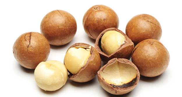 Hasil gambar untuk gambar macadamia