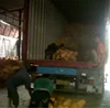 Good Product Good Price fresh Husked mature whole coconut