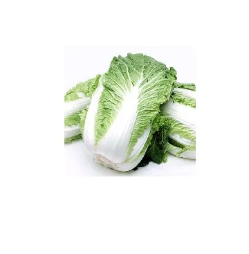 
Fresh Celery Cabbage ,CELERY CABBAGE,New harvest fresh celery cabbage &nbsp;&nbsp;