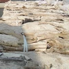 Dry / Wet Salted Donkey Hide on 30% Discount Sale