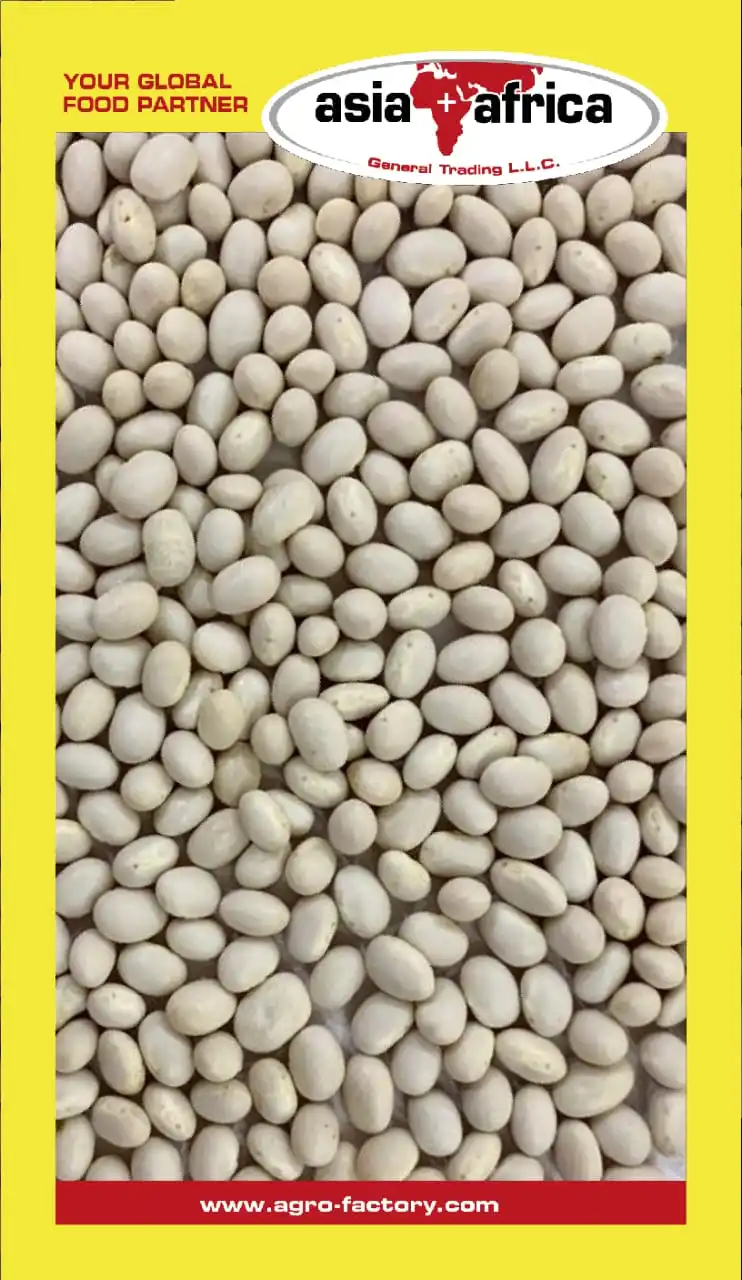 White Pea bean.jpg