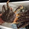 King Crabs ,Live Mud Crabs,Blue Crabs