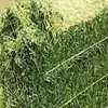Alfalfa Hay and Wheat Hay , animal feeding and all live stock