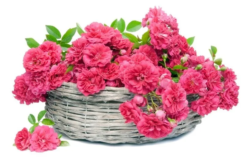 Fresh Cut Roses Buy Fresh Cut Roses For Sale,Rose Cut Sapphire,Fresh Cut Flowers Blue Roses