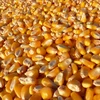 Yellow corn