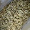 Dried Anchovy from VietNam - Reasonable price & high quality