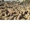 Awassi Sheep ,Fat Tail Awassi Sheep ,Live Healthy Awassi Sheep for sale