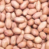 Europe Groundnut with Shell/ Europe peanut with Shell/Raw shelled peanuts