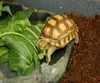 coco peat reptile substrate