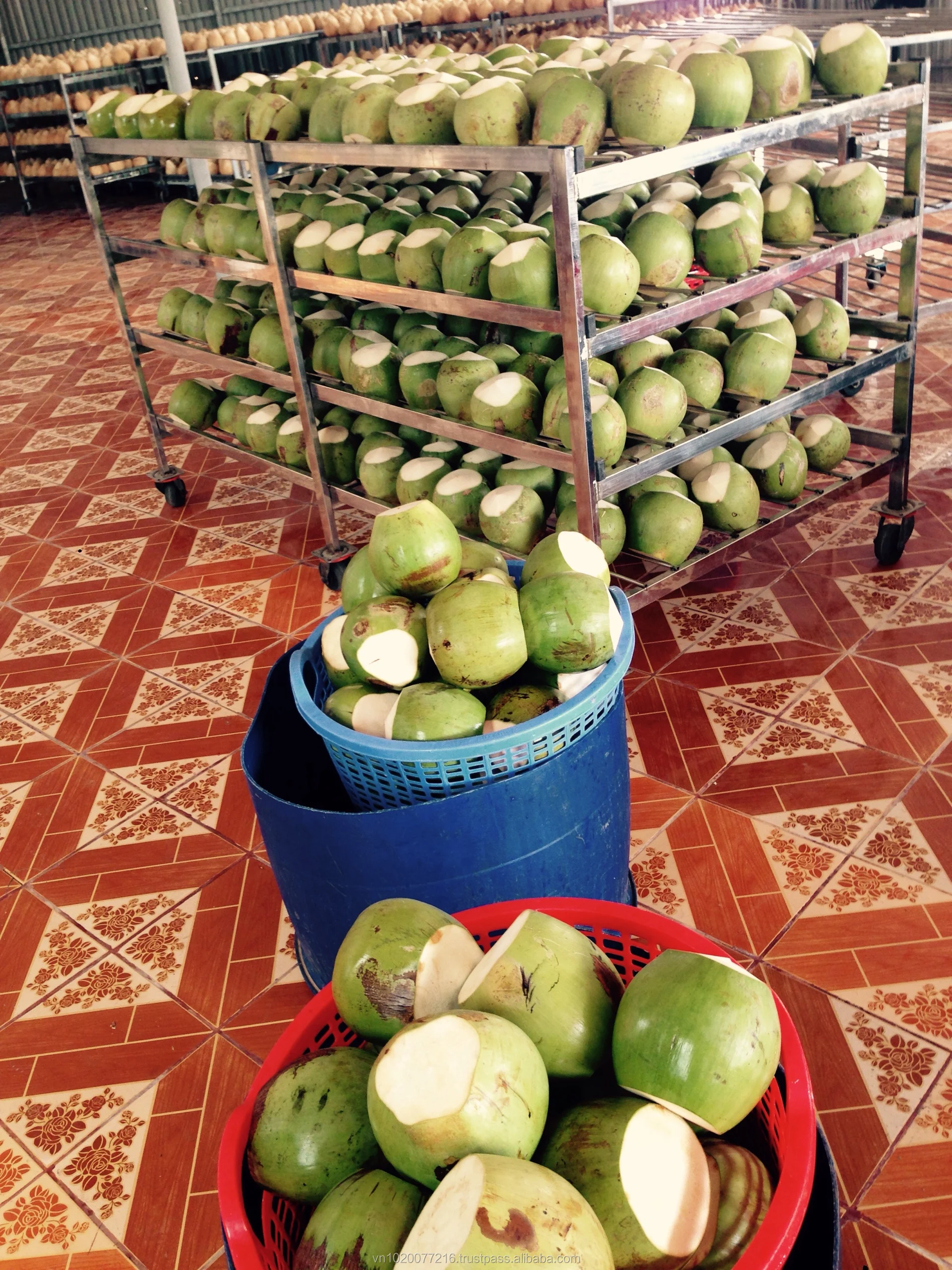 Fresh Coconut Buy Fresh Coconuts For Sale,Fresh Coconuts In Container