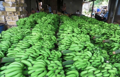 
FRESH GREEN PREMIUM QUALITY BANANAS/VIETNAM BANANA/Whatsapp: +84 845 639 639 in 2020 
