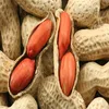 High nutritive value red skin peanuts kernel/wholesale peanuts