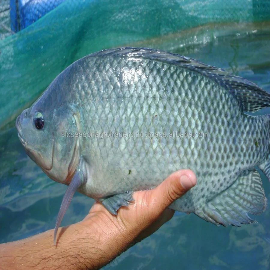 Sweet Water Tilapia Fish Fish Supplier Form Bangladesh - Buy Tilapia ...