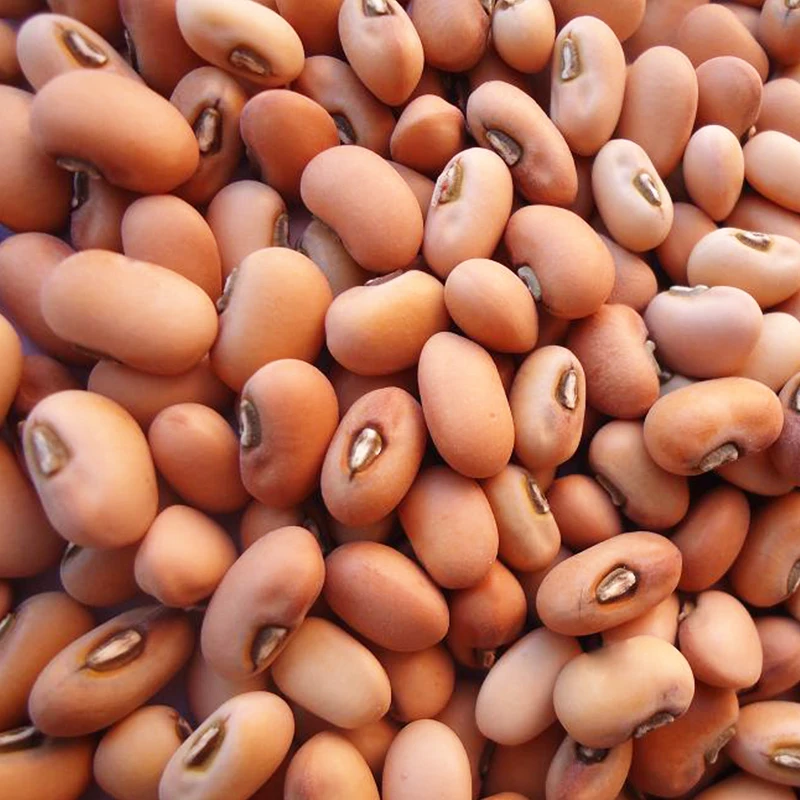
High Grade Brand Bulk Healthy Dried Beans Cow Peas 