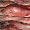 Frozen Red Snapper