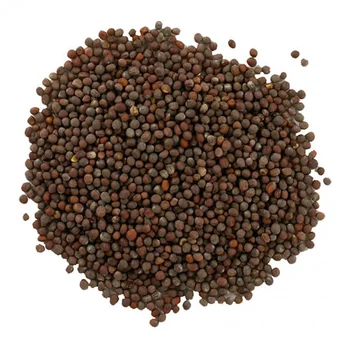 indian mustard seed / export quality black mustard seed