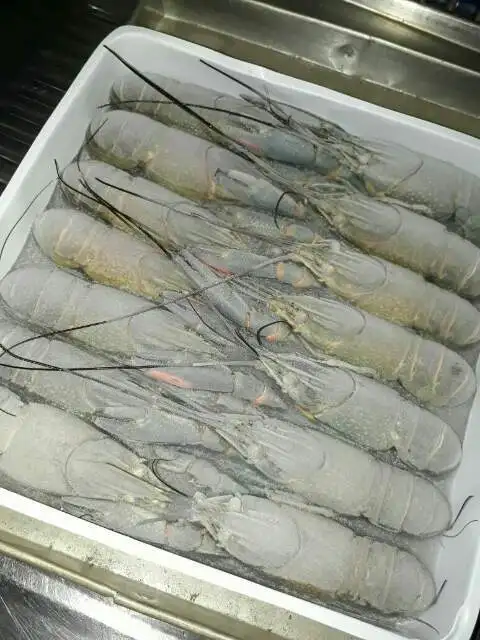 popular quality craw fish from indonesia - buy edible fish,cray 