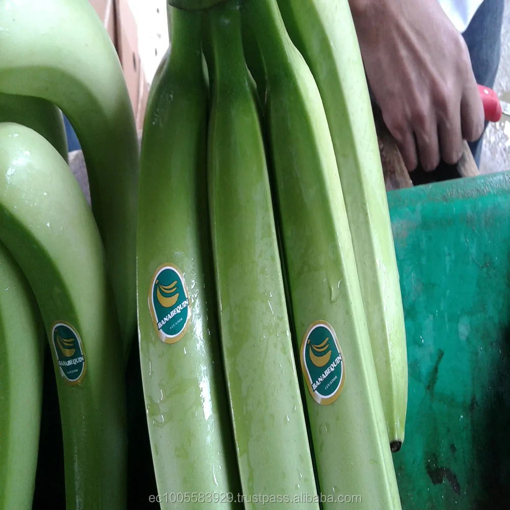 
BANANAS FROM ECUADOR...Ready for your success market!!! 