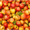 Fresh golden delicious apple, Sliced fresh golden delicious apple