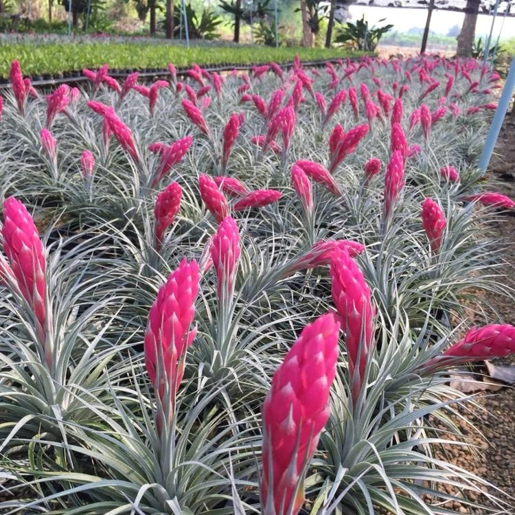 
Best Seller Tillandsia Cotton Candy Houston Air Plant Thailand 