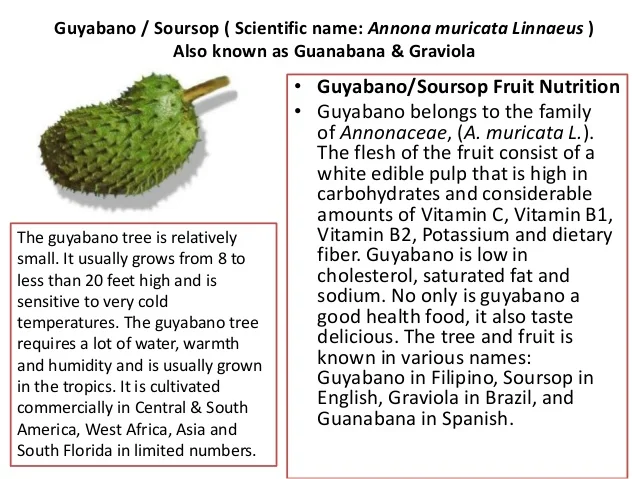 Soursop Fruits Graviola Fruits Custard Apple Buy Fresh Soursop Fruit Graviola Fruit Custard Apple Product On Alibaba Com