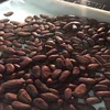 Grade A Cocoa Beans.
