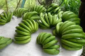 
FRESH GREEN PREMIUM QUALITY BANANAS/VIETNAM BANANA/Whatsapp: +84 845 639 639 in 2020 